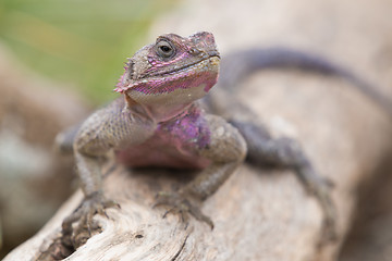 Image showing Mwanza flat-headed rock agama, Serengeti National Park, Tanzania.