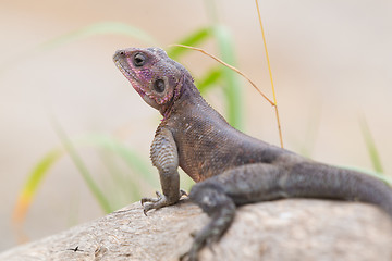 Image showing Mwanza flat-headed rock agama, Serengeti National Park, Tanzania.