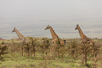 Image showing Wild giraffes in Serengeti national park, Tanzania