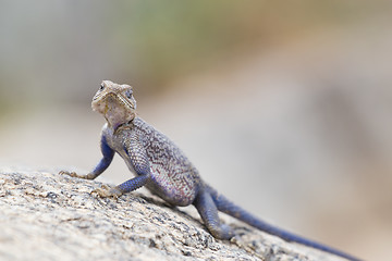 Image showing Mwanza flat-headed rock agama, Serengeti National Park, Tanzania.