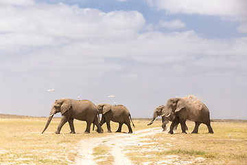 Image showing Herd of wild elephants in Amboseli National Park, Kenya.