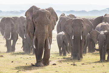 Image showing Herd of wild elephants in Amboseli National Park, Kenya.