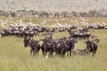 Image showing Wildebeests grazing in Serengeti National Park in Tanzania, East Africa.