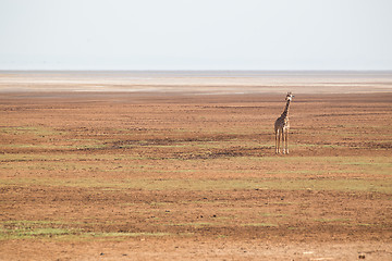 Image showing Solitary giraffe in Amboseli national park, Kenya.