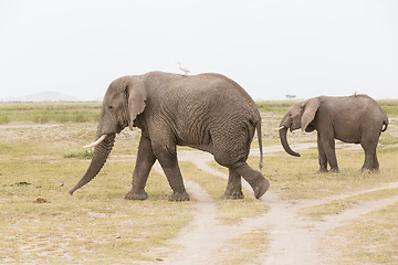 Image showing Herd of wild elephants in Amboseli National Park, Kenya.