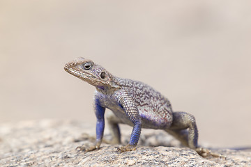 Image showing Mwanza flat-headed rock agama, Serengeti National Park, Tanzania.