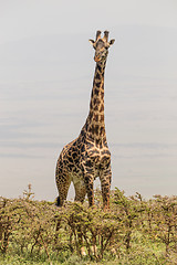 Image showing Solitary giraffe in Amboseli national park, Kenya.