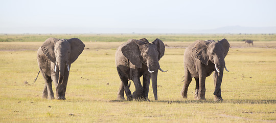 Image showing Herd of wild elephants in Amboseli National Park, Kenya.