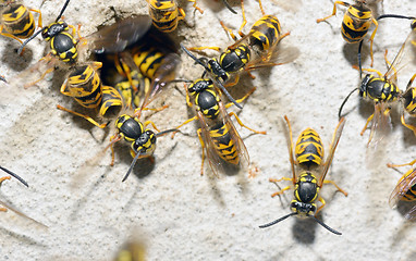 Image showing Wasp Family and nest hole