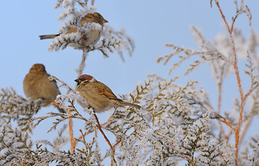 Image showing Little Sparrows on pine tree branch
