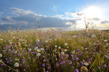 Image showing Field of wonderful flowers 