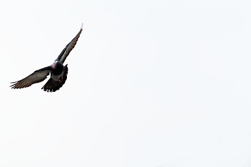 Image showing Gray pigeons