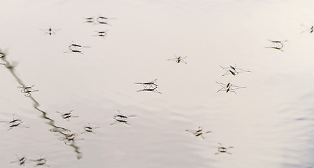 Image showing Gerridae on the water surface