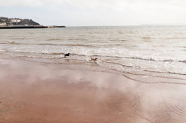 Image showing Playing dogs on the beach 