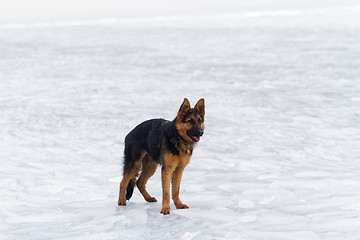 Image showing Dog on the ice