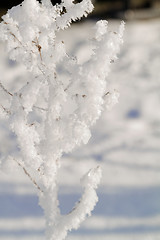 Image showing Branches in snow