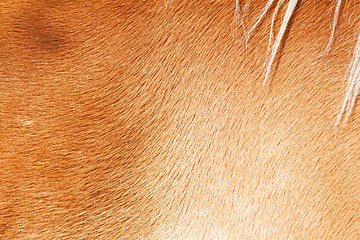 Image showing Brown horse fur background