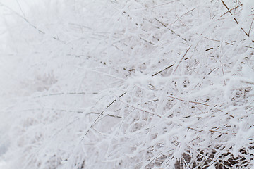 Image showing Branches in snow