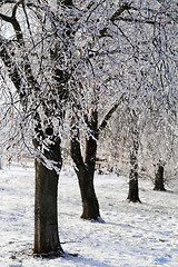 Image showing Trees with snow