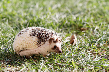 Image showing  African white- bellied hedgehog 