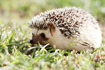 Image showing  African white- bellied hedgehog 