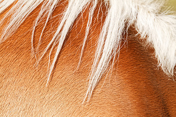 Image showing Brown horse fur background