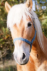 Image showing Portrait of a brown horse