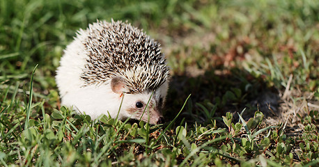 Image showing  African white- bellied hedgehog 