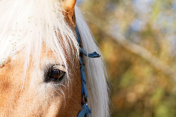 Image showing Portrait of a brown horse