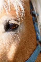 Image showing Portrait of a brown horse