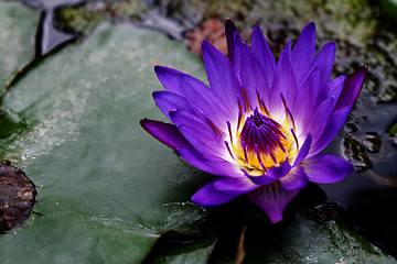 Image showing Lotus flower on the water