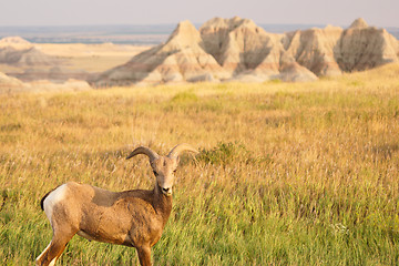 Image showing Bighorn Sheep Male Ram Badlands National Park South Dakota