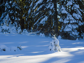 Image showing winter landscape