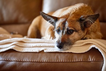 Image showing Dog resting on the couche