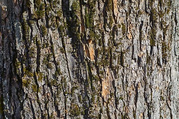Image showing Tree Trunk Closeup