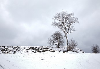 Image showing Winter Park Landscape