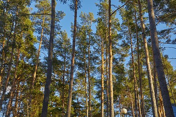 Image showing Tall pine trees