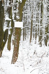 Image showing Winter Forest Trees