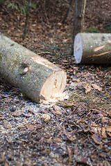 Image showing cutted wood in the forest