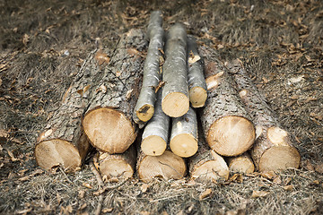 Image showing cutted wood in the forest