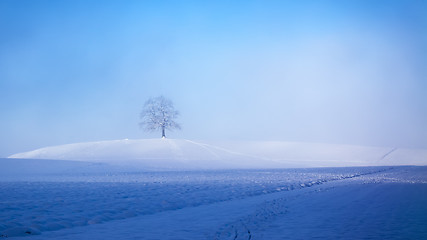 Image showing beautiful winter scenery with a tree