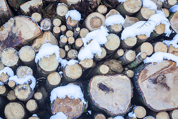 Image showing cutted wood in the forest