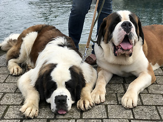 Image showing Saint Bernard Dogs