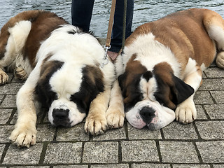 Image showing Saint Bernard Dogs