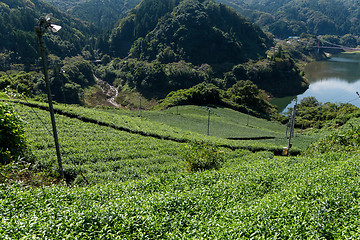 Image showing Fresh green tea plantation