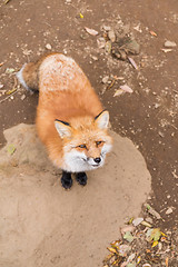 Image showing Red fox waiting for food