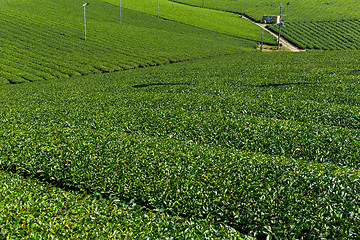 Image showing Green tea farm