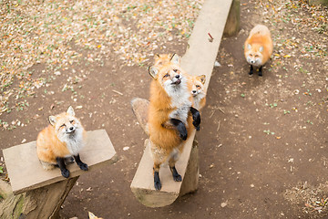 Image showing Red fox in the park