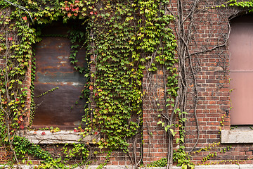 Image showing Red brick and creeper 