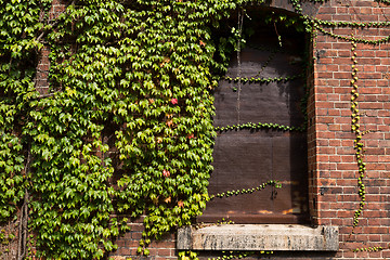 Image showing Brick warehouse and creeper